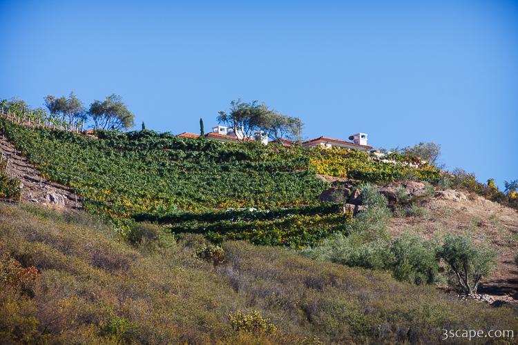 Malibu home on hill with rows of grape vines Photograph by Adam Romanowicz