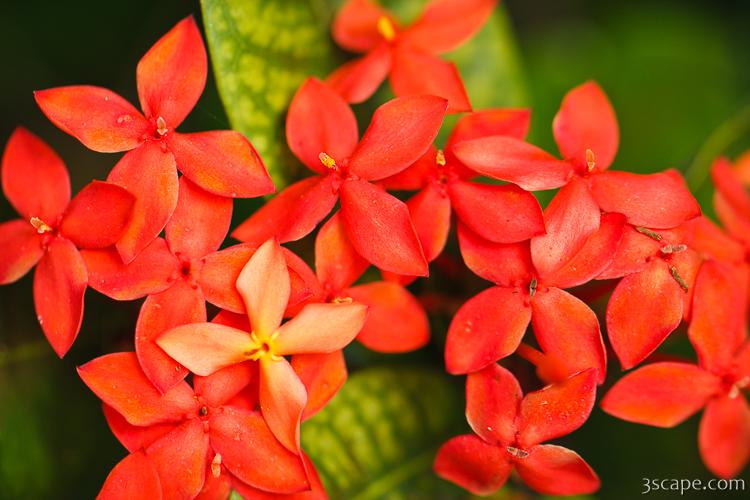 Little red flowers Photograph by Adam Romanowicz