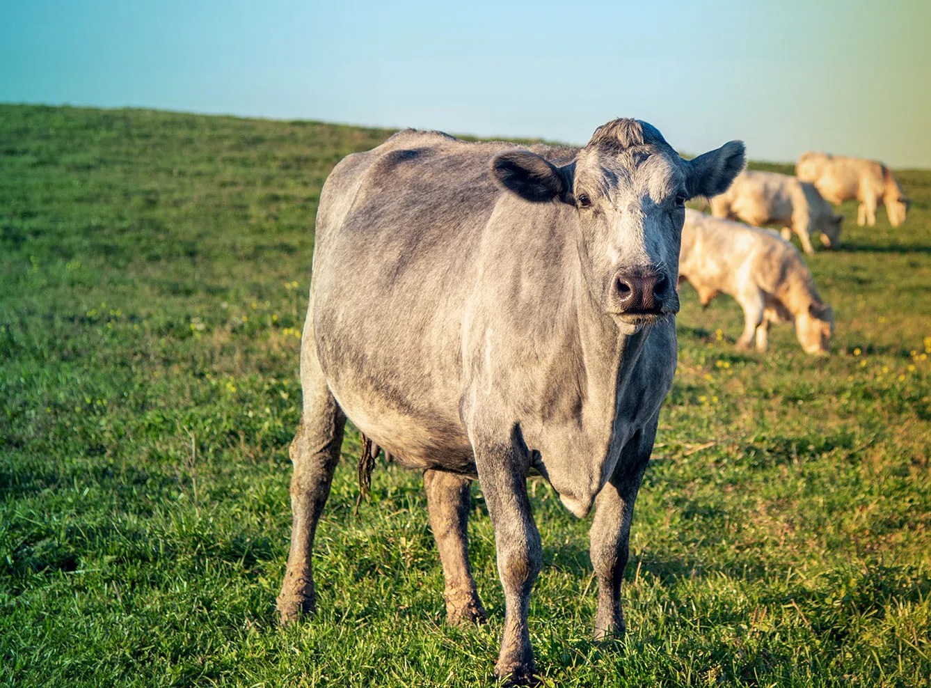Brown and Blue The Colorful Cows of Latvia 3 Seas Europe