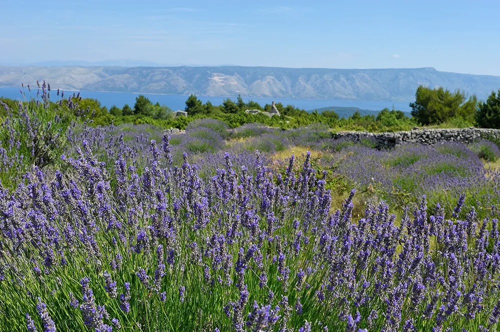 The Lavender Fields of Croatia 3 Seas Europe