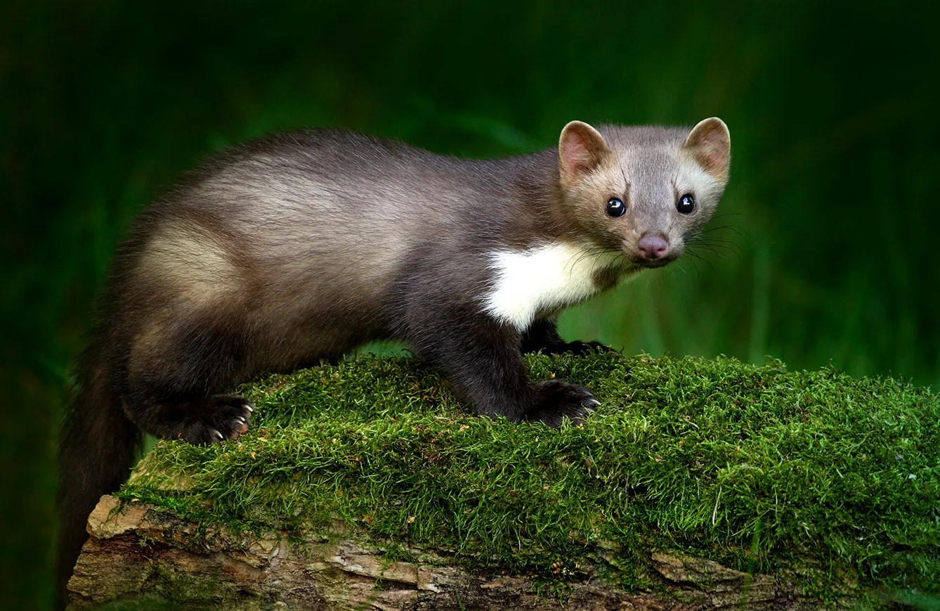 The Pine Marten, Croatia's Unofficial National Animal 3 Seas Europe