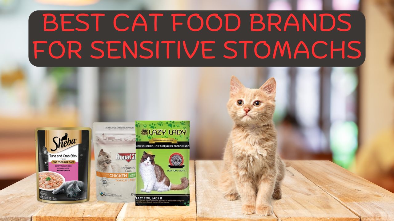 Best Cat Food Brands for Sensitive Stomachs A Complete Review