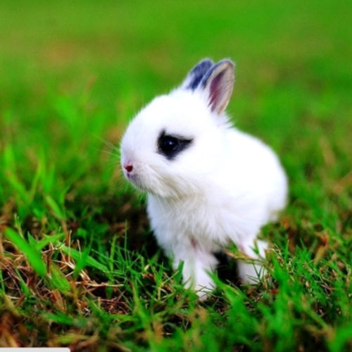 Dutch Rabbits for Sale Valuable Information for Pet Lovers Best