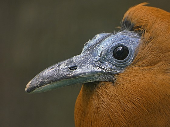 FZ82 Wildlife Photography Panasonic Compact Camera Talk Forum Digital