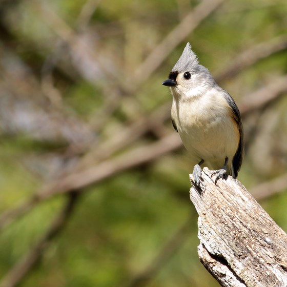 M50 and our backyard birds Canon EOS M Discussion Forum Digital Photography Review