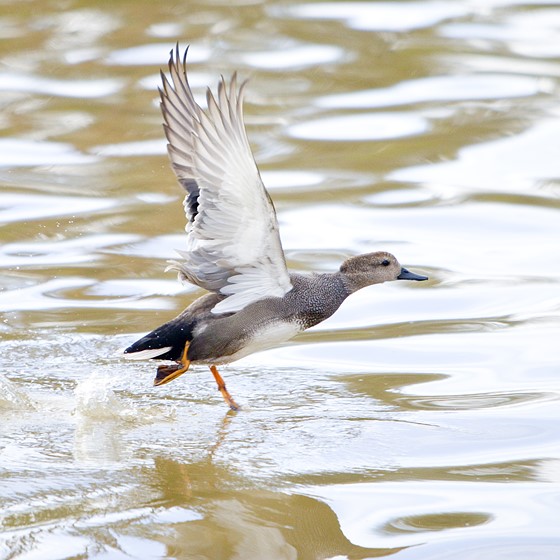 Some Bird M50 and 55200mm Canon EOS M Talk Forum Digital Photography Review
