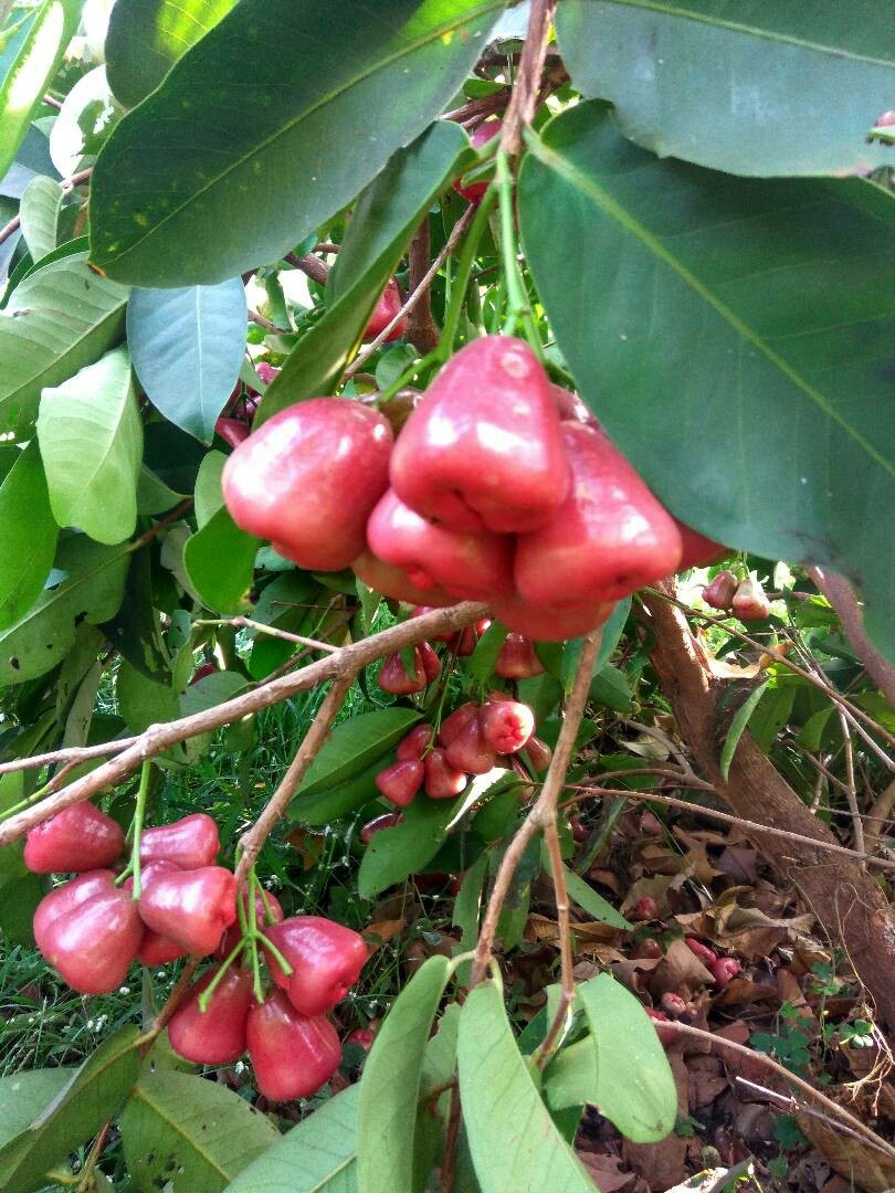 Water Apple Plant, Jambu Plant, Jambu Penawar Plant, Watery Rose Apple