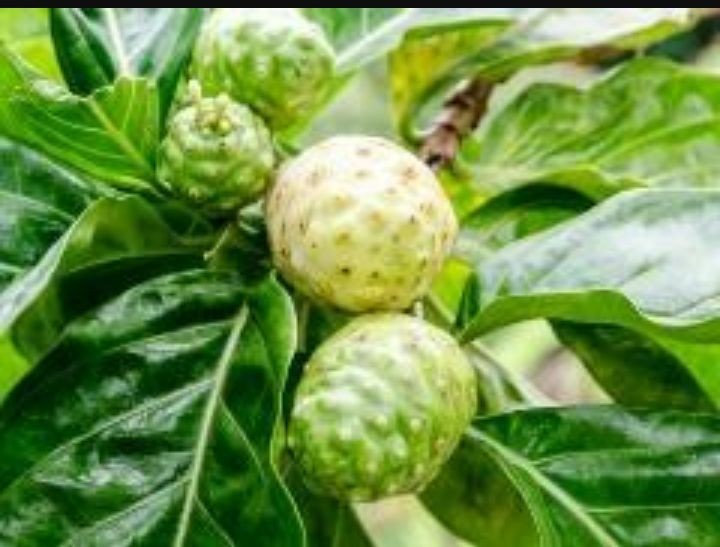 Noni Fruit Plant at Rs 150/piece फलों के पौधे, फल का पौधा, फ्रूट