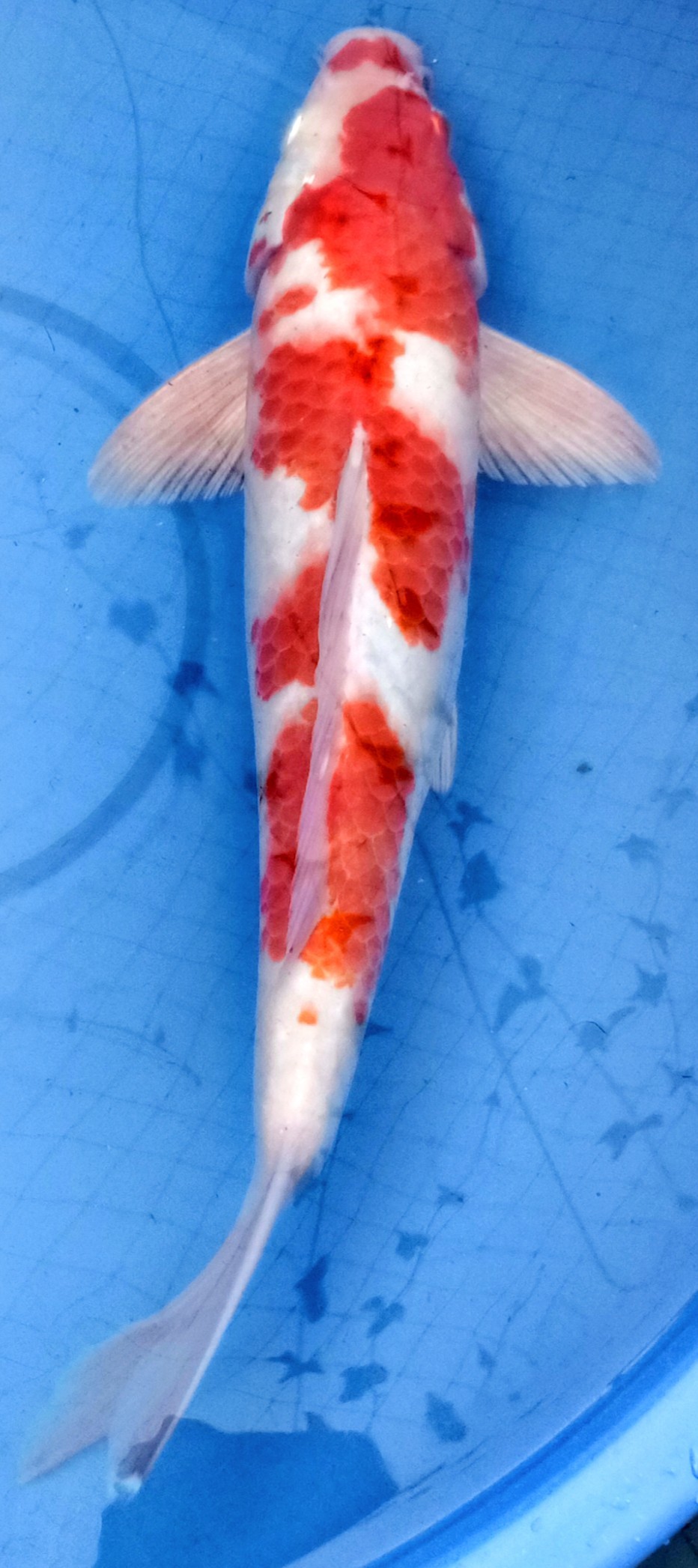 jumbo koi fish for sale siervissen online shop Creative Pencil