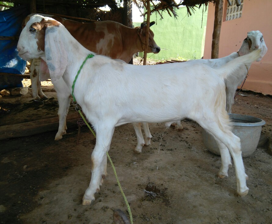 Male Boer Goat, Rs 8000 /unit Salem Goat Farms ID 15162453730