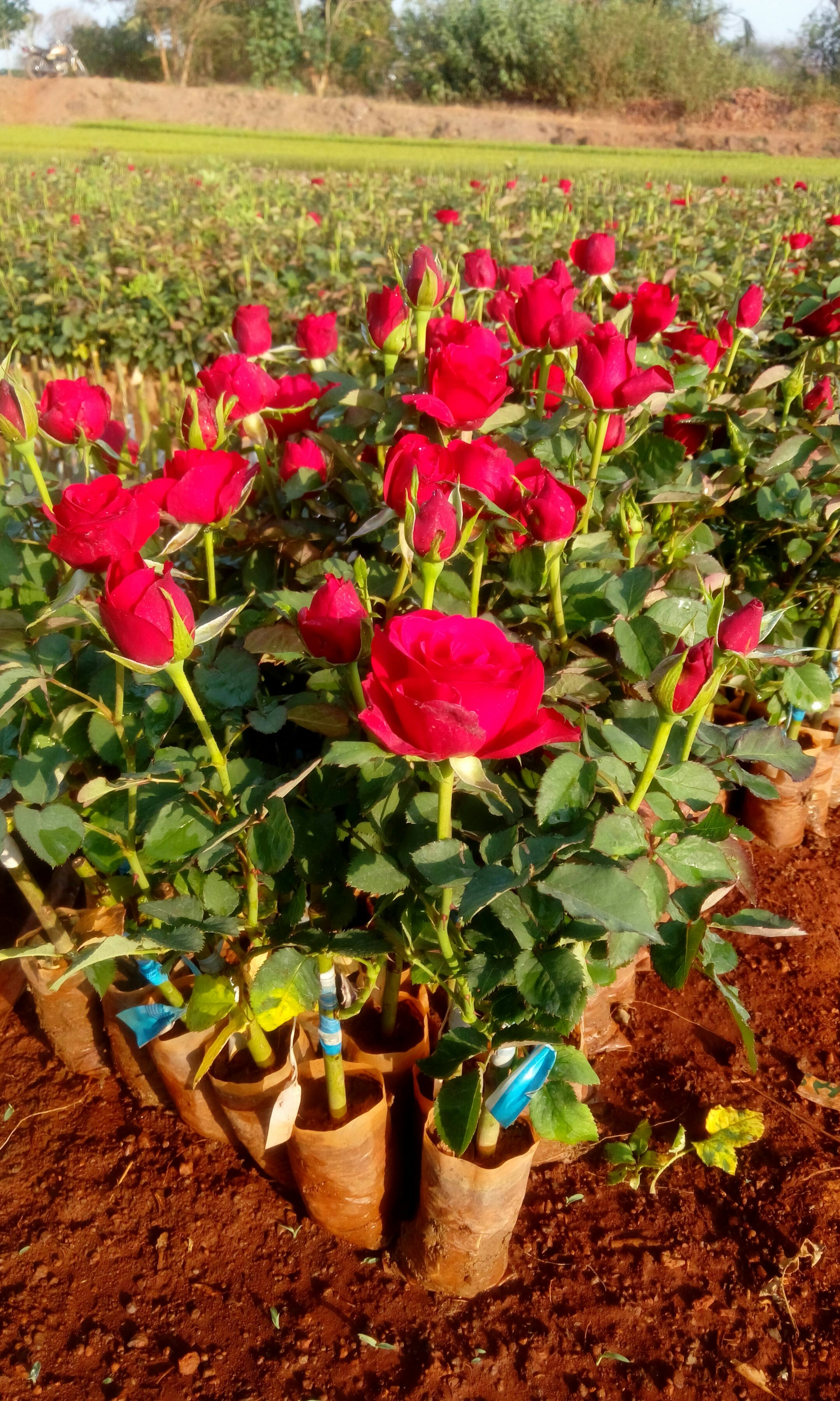 Red Top Secret Dutch Rose Plants, Packaging Type In box, Rs 7.5 /piece