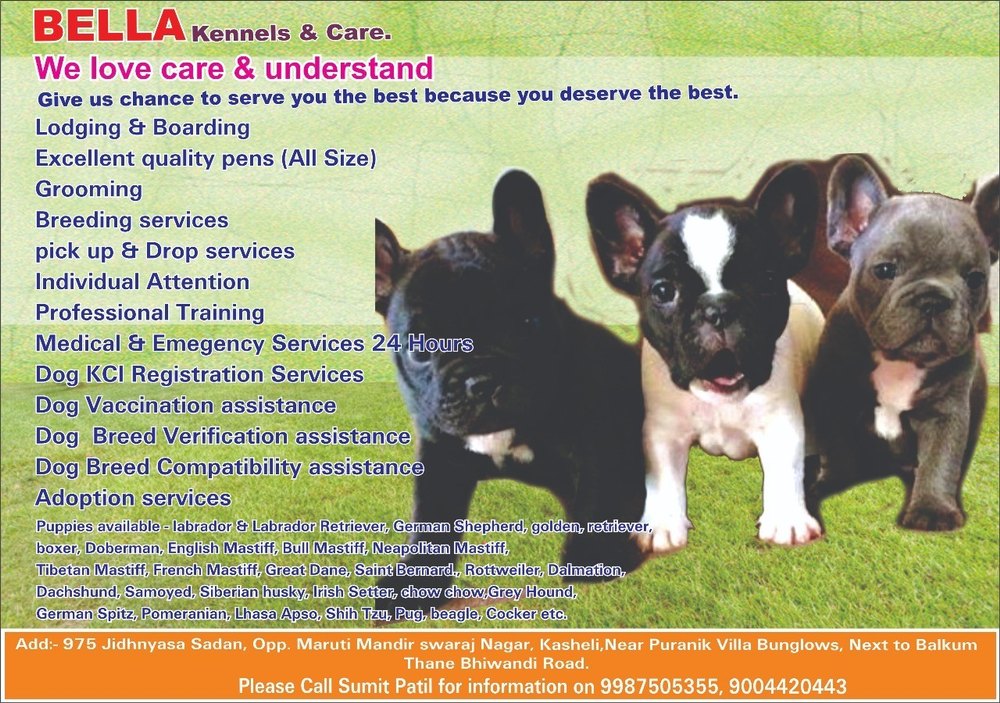 Pets care center at Rs 500/day creche, डे केयर सेंटर new items