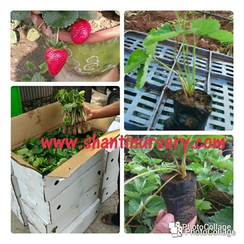 Strawberry Plants Wholesale Price & Mandi Rate for Strawberry Plants