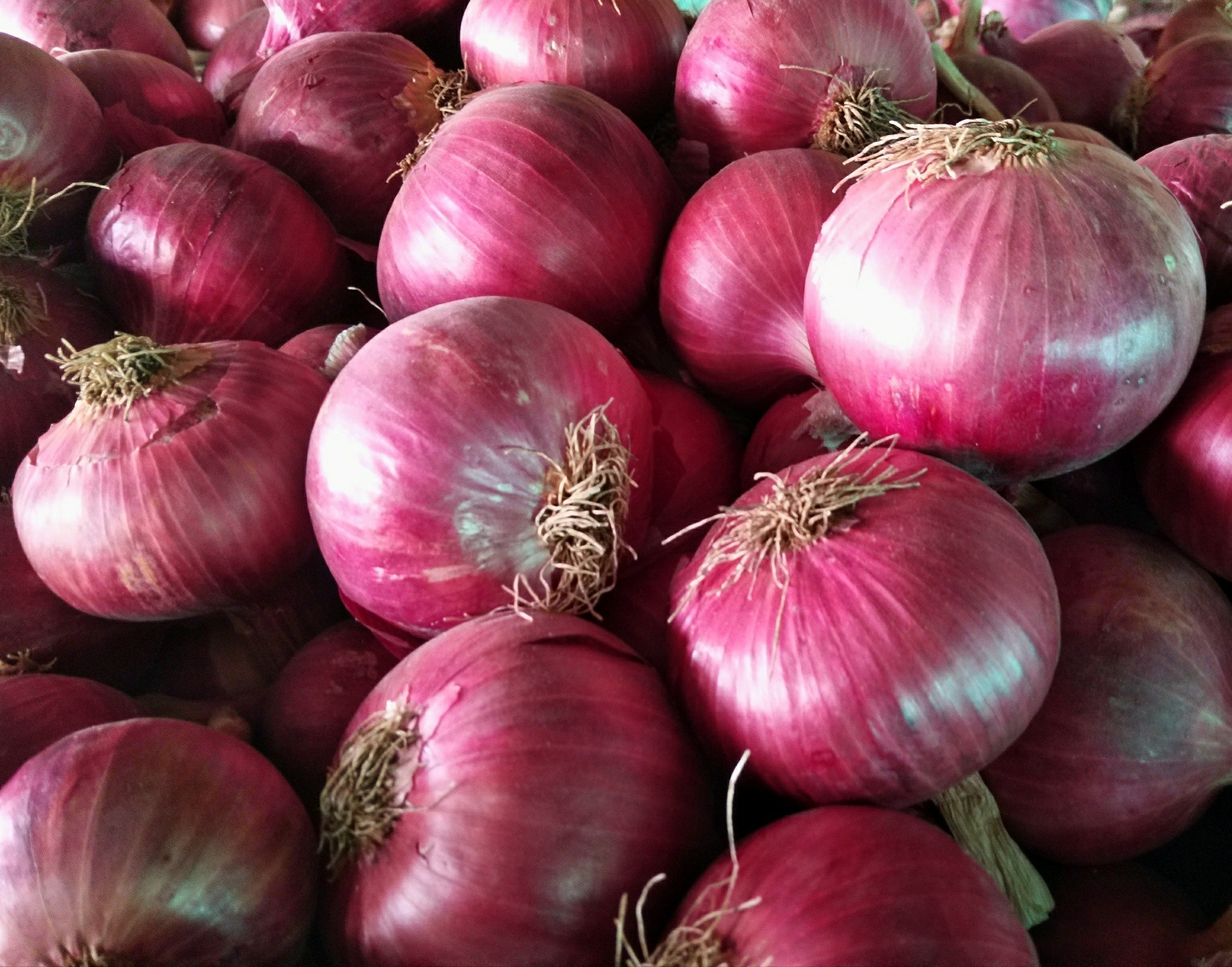 5 kg Pink Onion, Packaging Gunny Bag, Rs 12.50 /kilogram Soham Traders