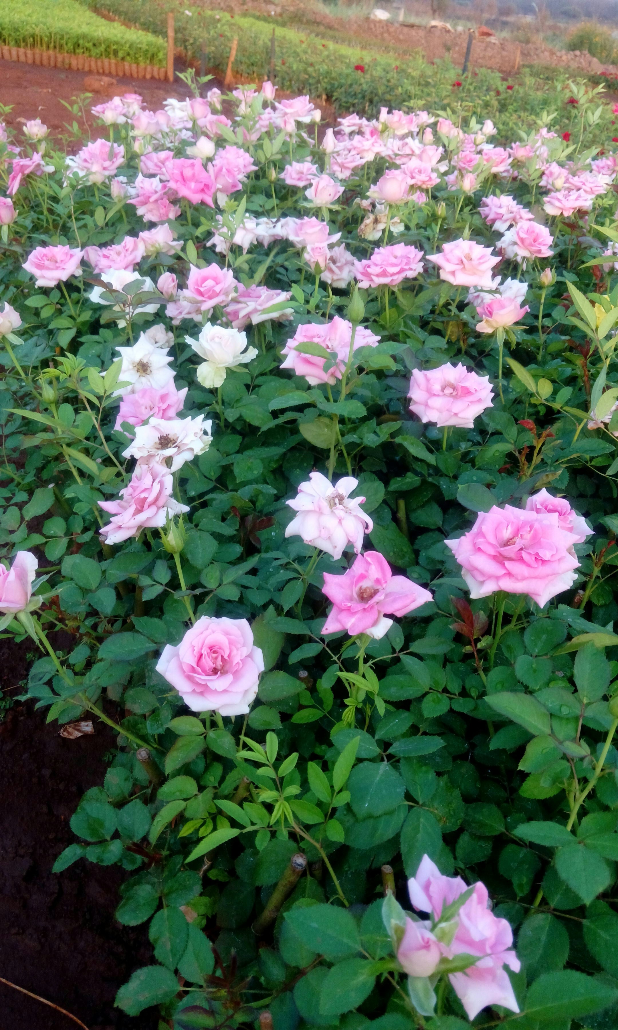 Pink Revival Dutch Rose Plants, Rs 8 /piece Jaibadi Bijasani Rose