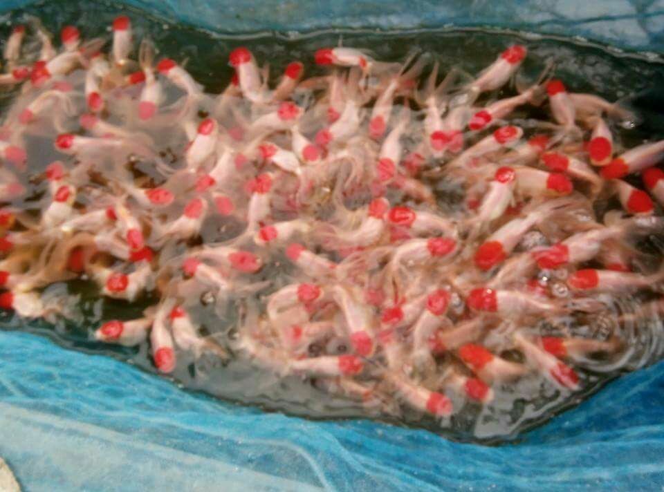 Red Cap Fish, Size Midum, Aqua Fish ID 14905994933