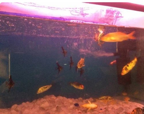 Aquarium Fish in Bengaluru Latest Price & Mandi Rates