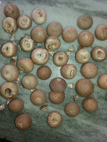 Mini Mora Mothi Jini Jam Chali Mix White Areca Nut Mora Mothi