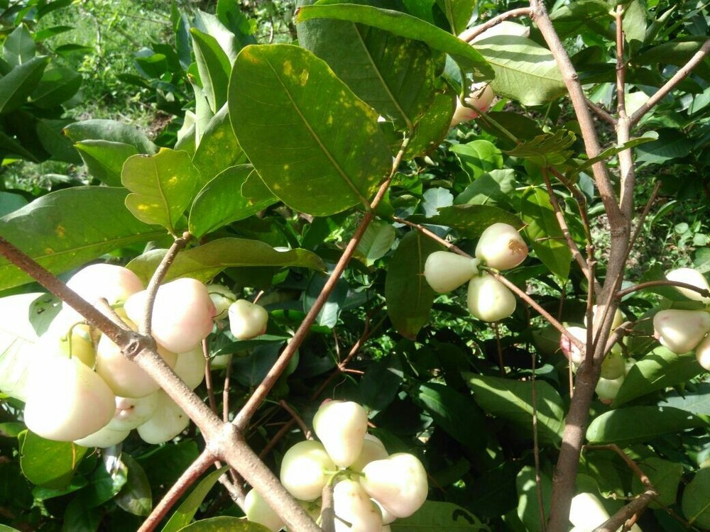 Well Watered Green Water Apple Plant, For Fruits at Rs 40/piece in