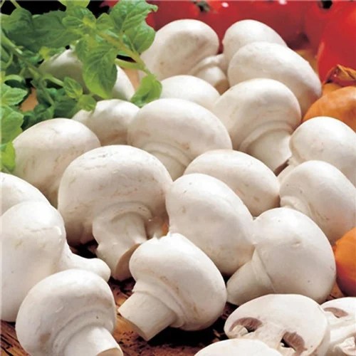 Fresh Ooty Mushrooms at Rs 165/kilogram in Tiruppur ID 19915971930
