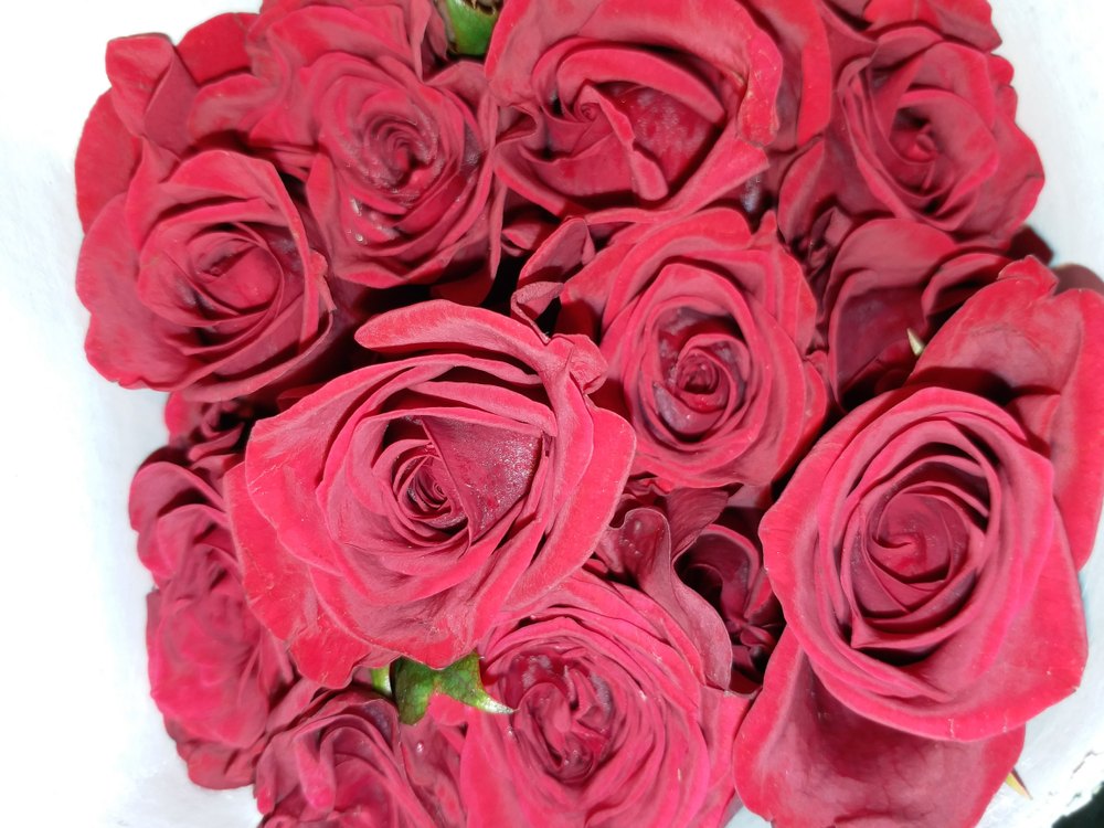 Dutch Rose at Rs 50/set Dutch Roses in Pune ID 19014481988