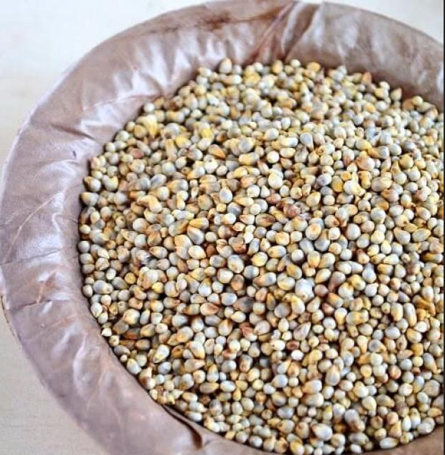 Pearl Millet, Pearl Millets, Pearl Bajra, बाजरा in Bomayakoundanpatti
