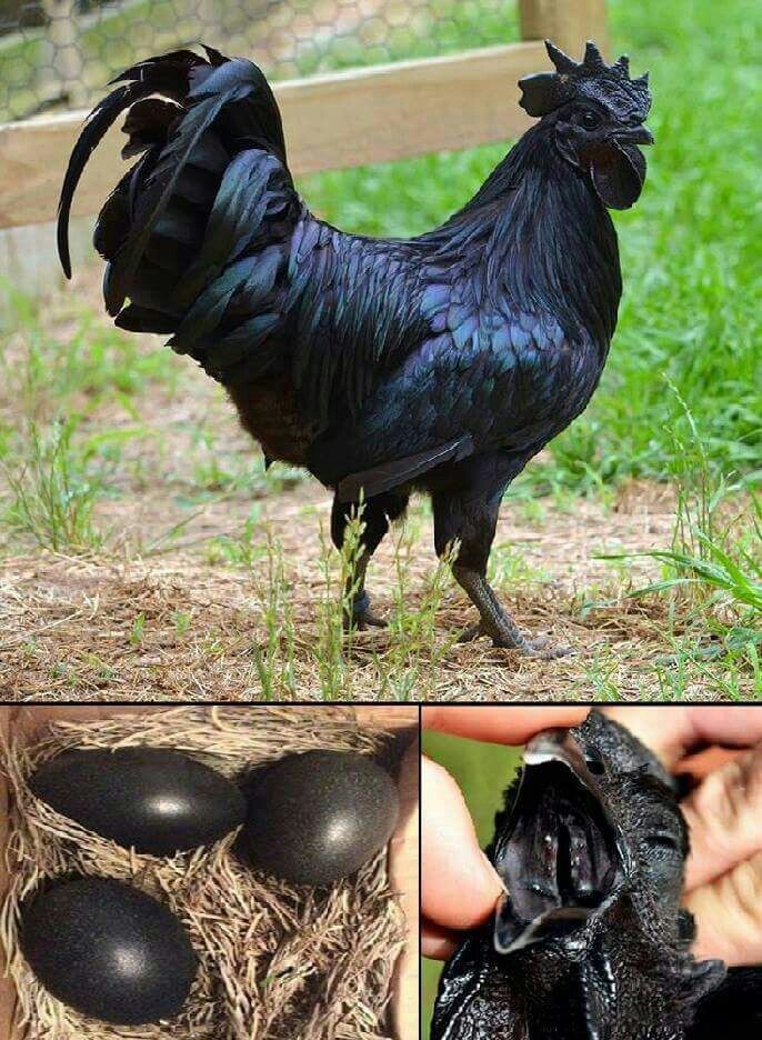 Kadaknath Kobada Hen at Rs 500/kilogram Kadaknath Hen, Black Meat