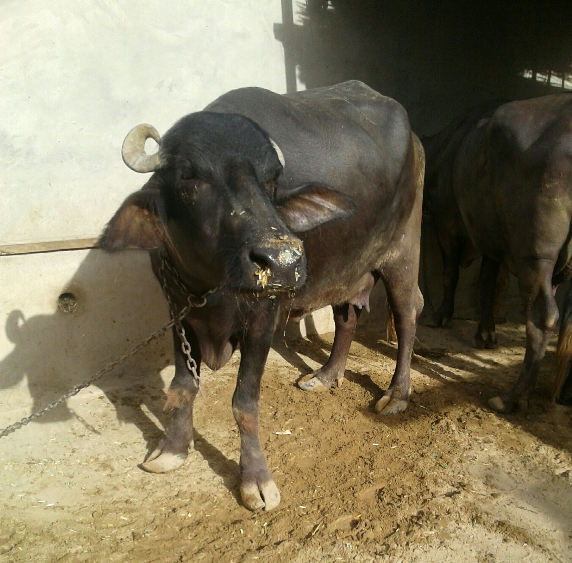 Buffalo, Indian Buffalo, Country Buffalo, Indian Buffalo, भैंस in Near