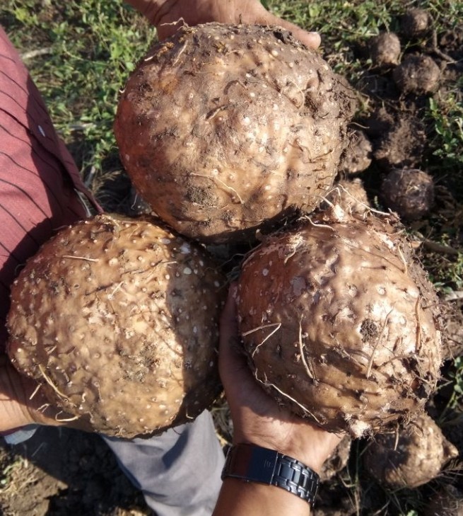 Elephant Foot Yam, Elephant Foot Yam, Elephant Foot Yam Seeds, एलीफैंट