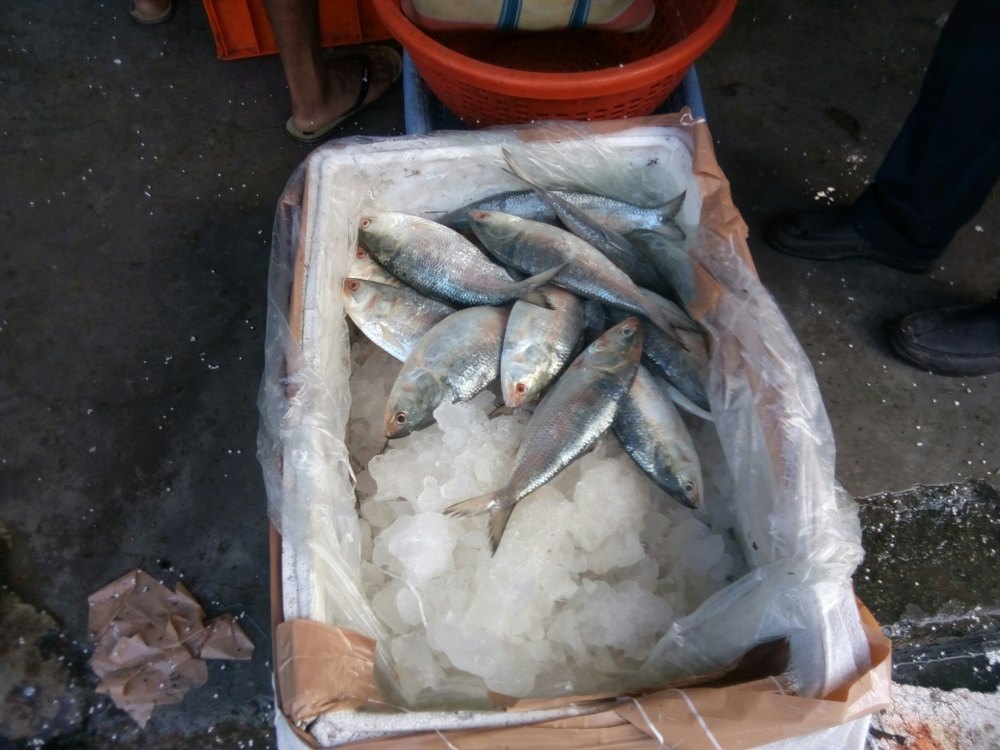 Fresh Fish Wholesale Price & Mandi Rate for Fresh Fish in India