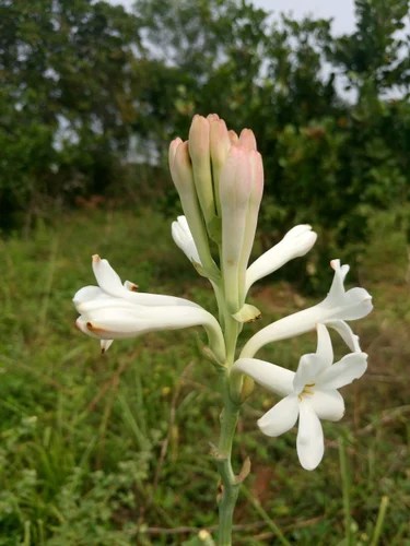 Tuberose Flowers At Rs 100 Kilogram Tuberose Id 18122602848