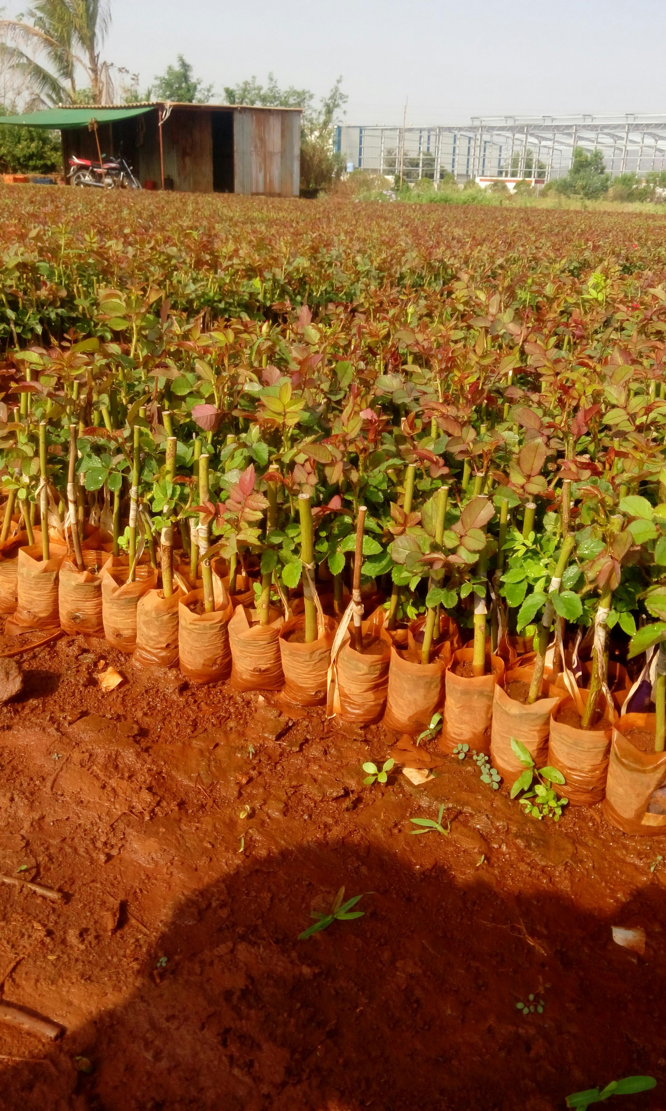 Rose Plants at Rs 7.5/piece Green Rose Plants ID 19230577288