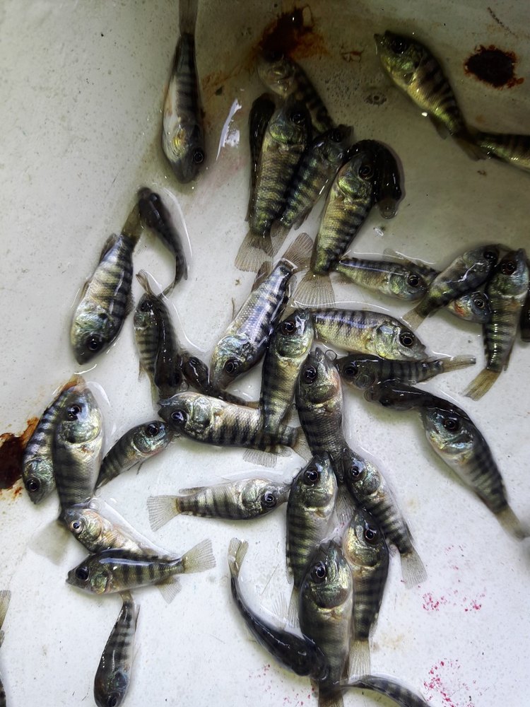 Tilapia Fish Seed Wholesale Price & Mandi Rate for Tilapia Fish Seed