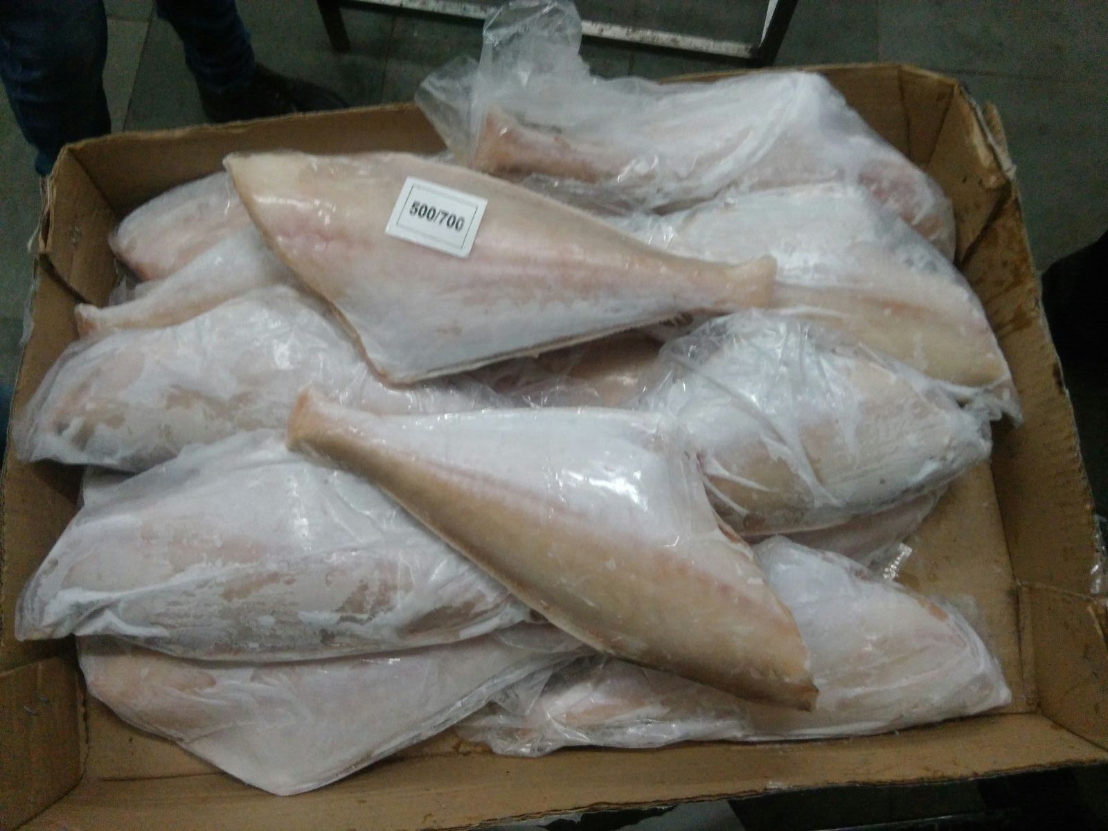 Leather Jacket Fish at Rs 160/kg Mumbai ID 11119604662