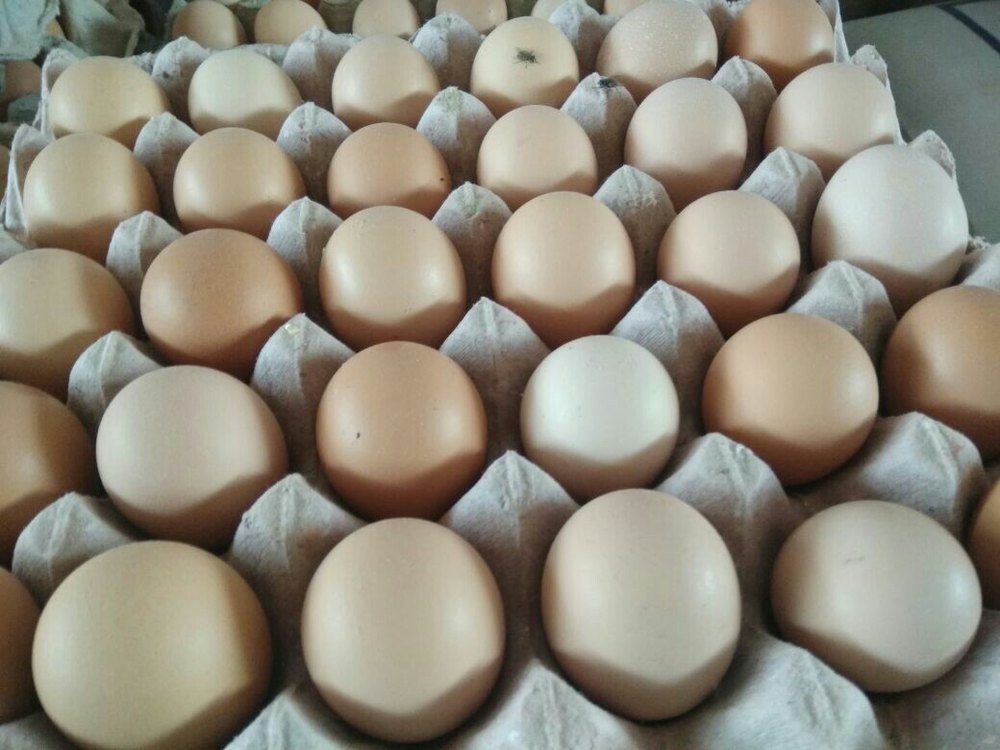 Egg Wholesale Price & Mandi Rate for Egg