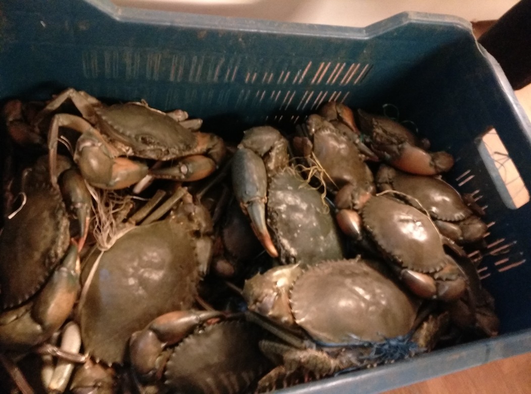 Live Mud Crabs at Rs 340/kilogram Live Crab ID 14040670412