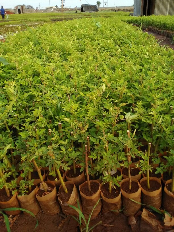 Roses Rootstock Plants at Rs 3/piece Rose Tree ID 14164608588