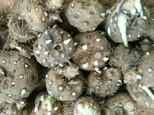 Tuberose Bulb At Rs 100 Kilogram Tuberose Id 18122602488