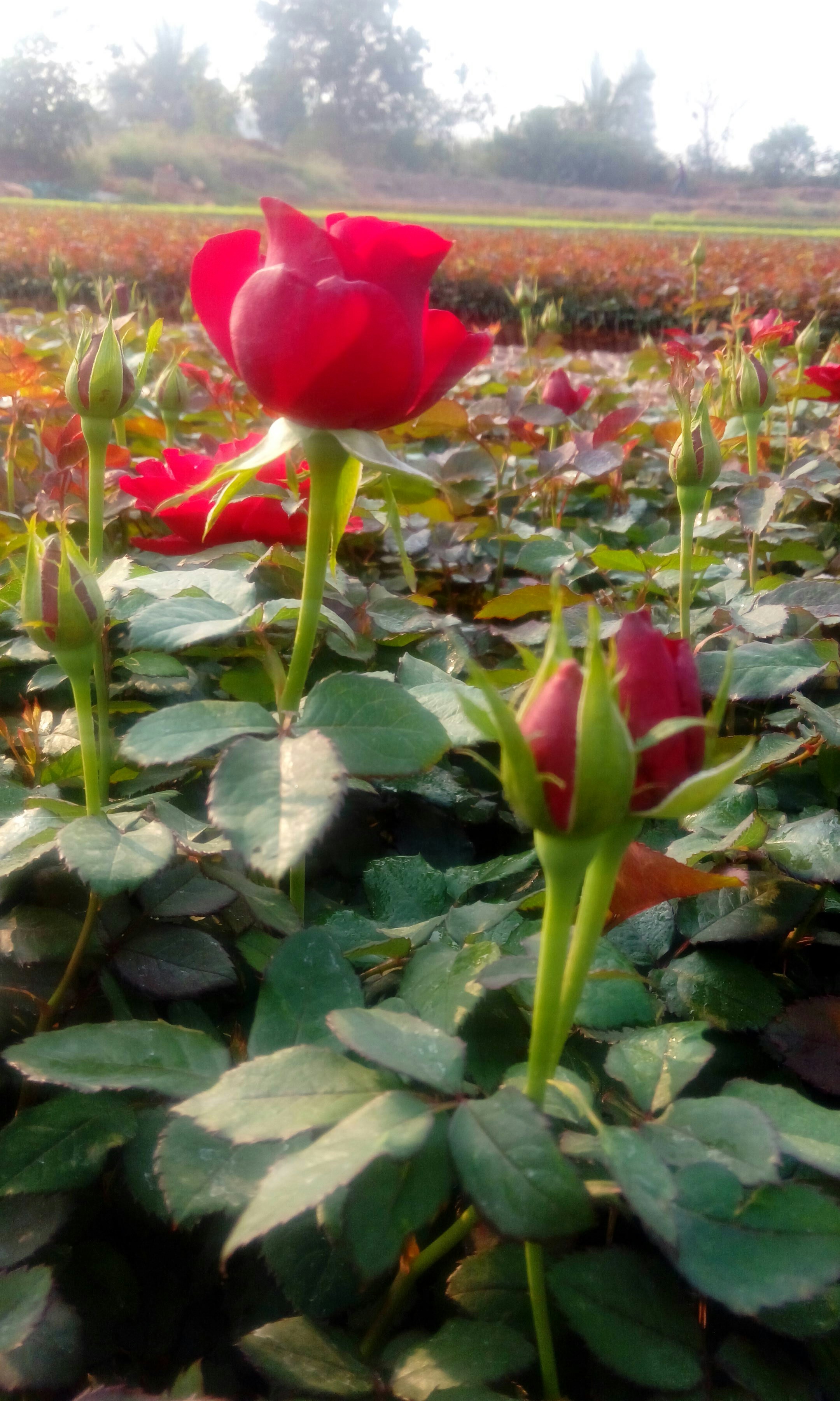 Red Dutch Rose Plants, Rs 7.5 /piece Jaibadi Bijasani Rose Nursery ID