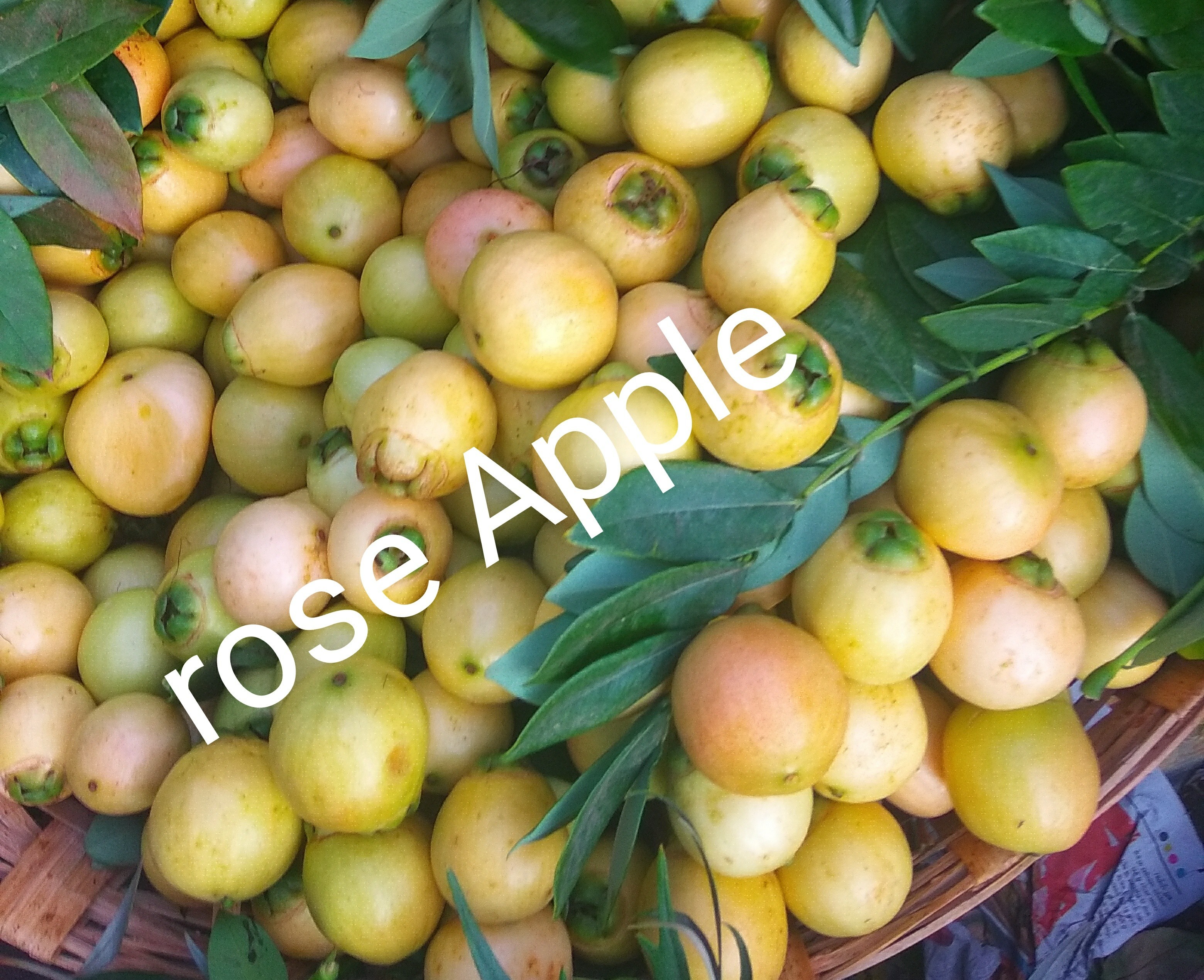 Rose Apple, रोज़ एप्पल, रोज सेब, रोज एप्पल Fruit Maniya, Bengaluru