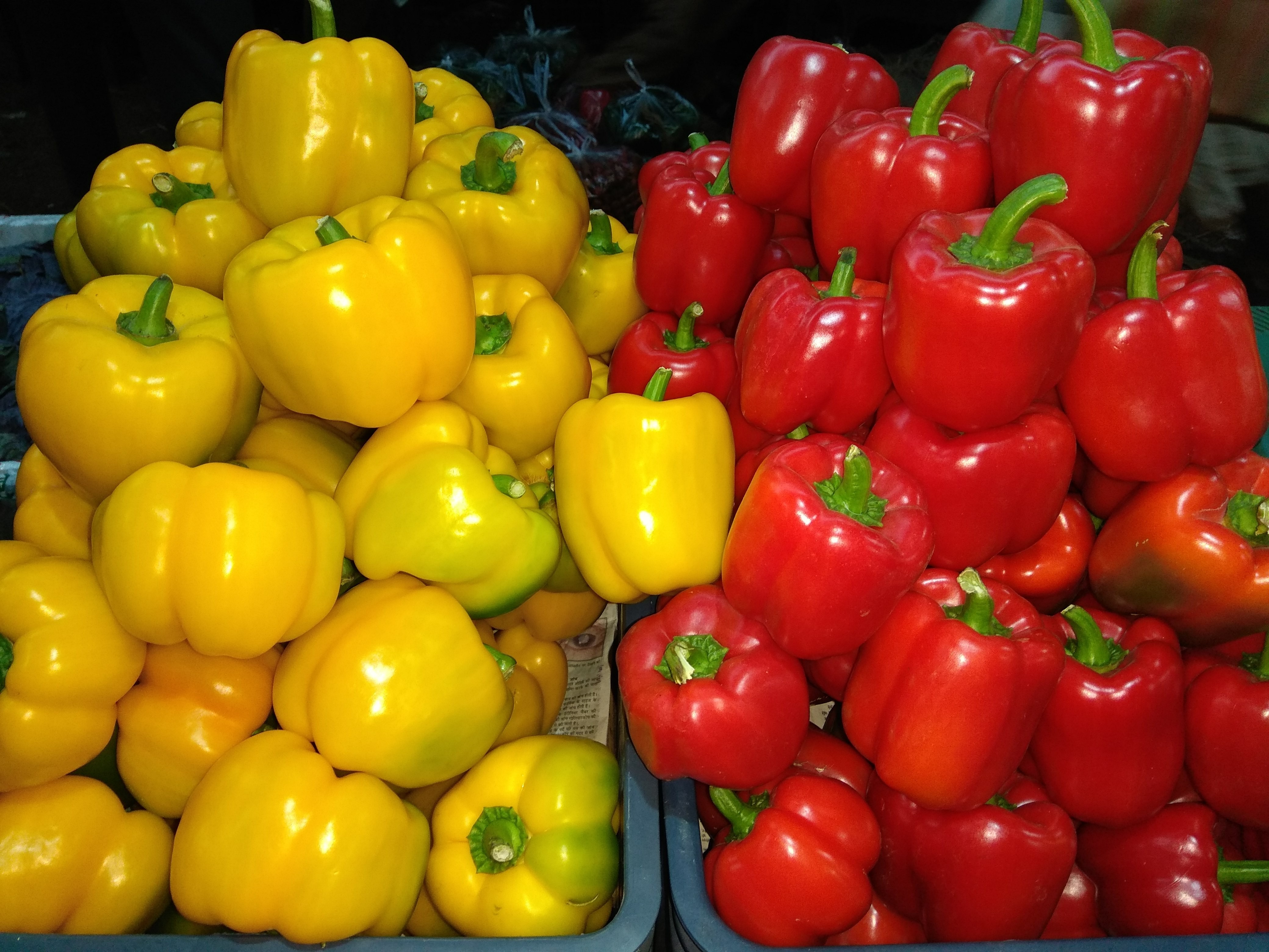Red Yellow Capsicum at Rs 110/kilogram Bell Peppers ID 19154234712