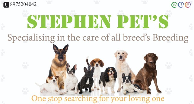 Pet Grooming at Rs 1200/pack पालतू ग्रूमिंग की सेवा, पेट ग्रूमिंग की