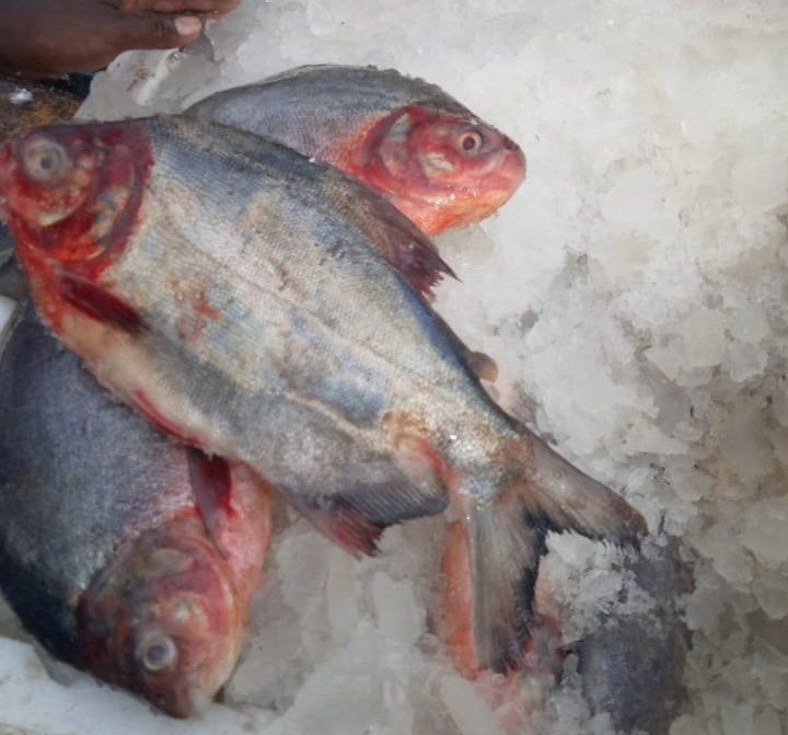 Roopchand Fish, Packaging Type Thermocol, Rs 70 /kilogram Mr Exports
