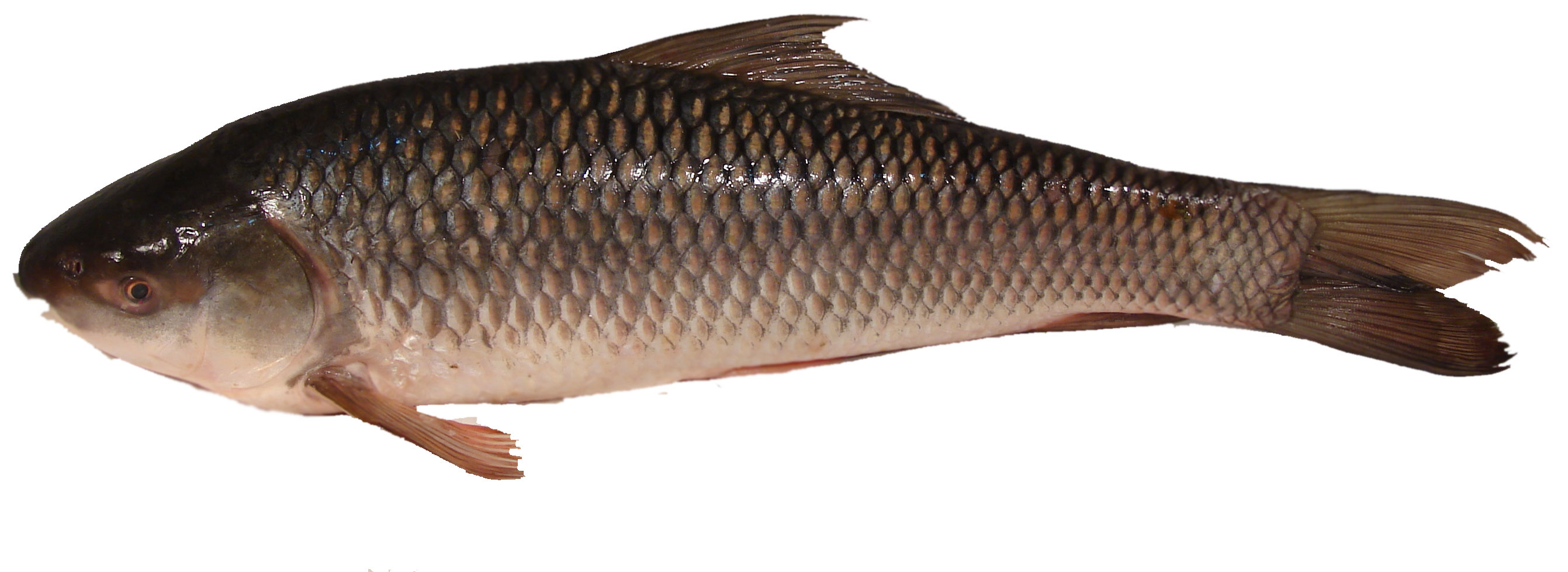 Catla Fish, 5 10 20 Kgs, Rs 120 /kg Fakih Foods ID 13729587633