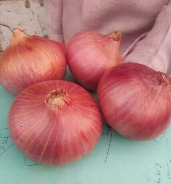 Big Onion at best price in Palani by Genim Exports ID 15225577248