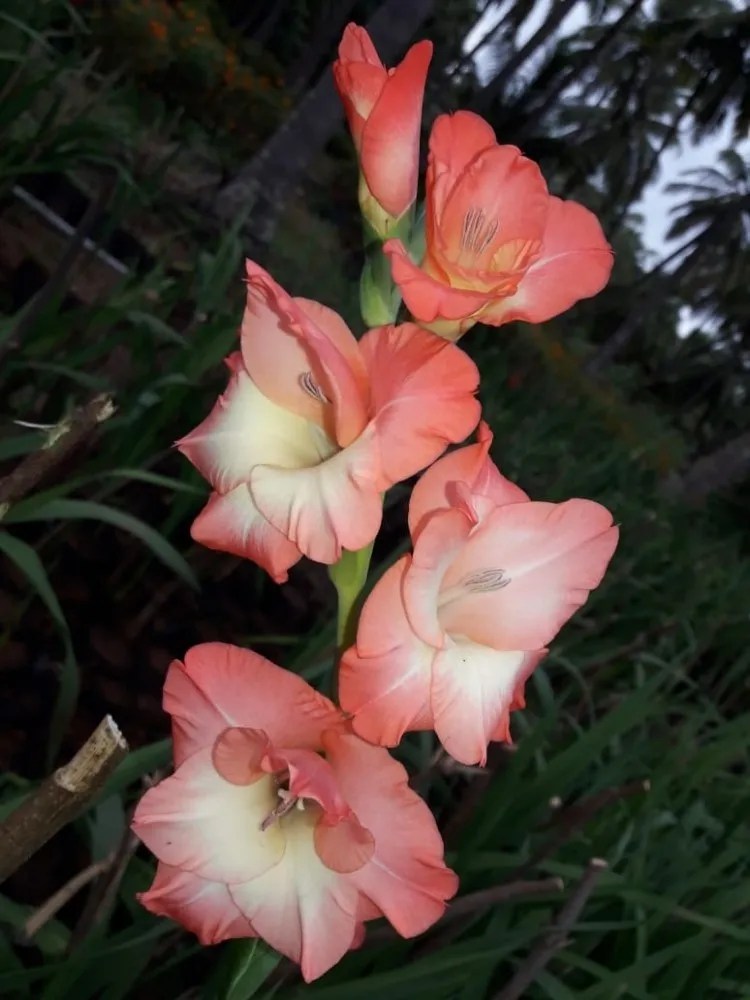 Gladiolus Flower at Rs 35/piece Gladiolus Flower in Coimbatore ID
