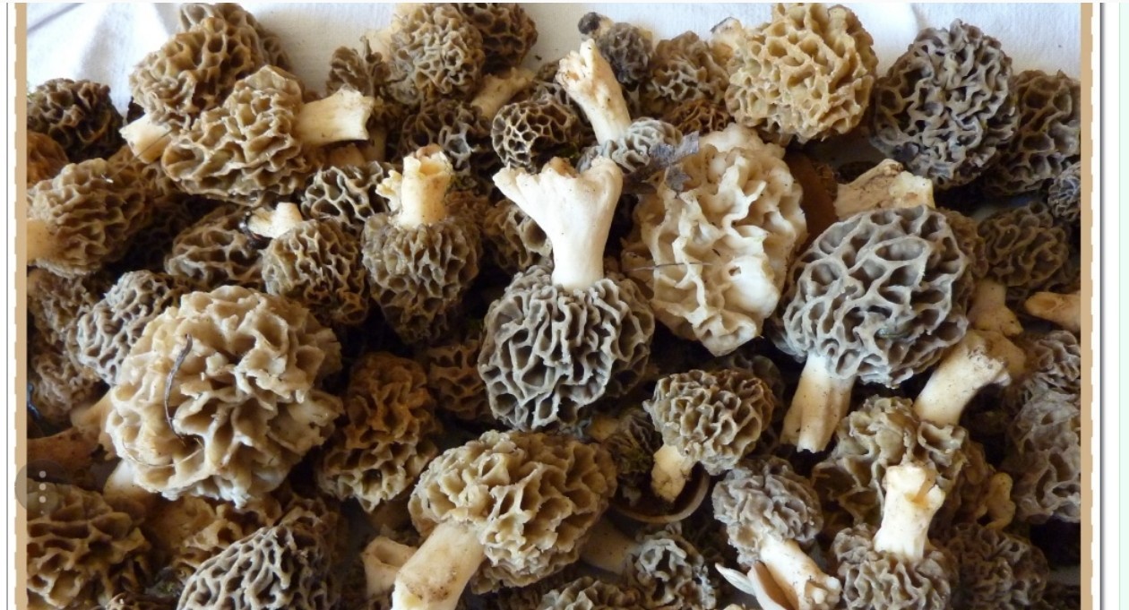 Guchchi / Morel Mushrooms at Rs 35000/kilogram Dried Mushroom ID