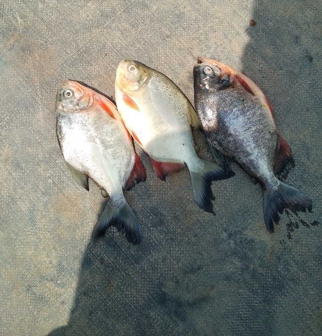 Fish Roopchand, Packaging Type Fresh, Rs 150 /kilogram Walvekar