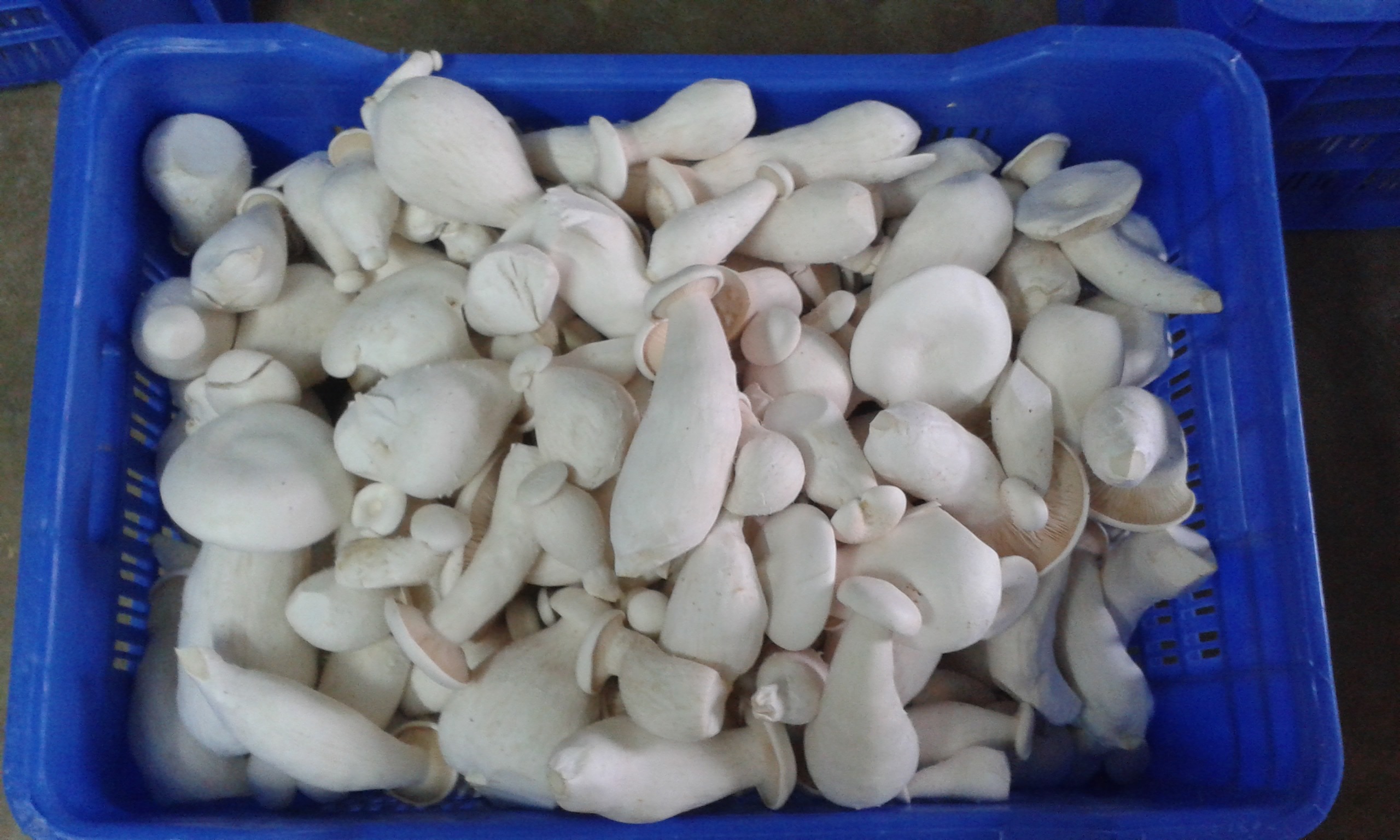 Milky Mushroom at Rs 165/kilogram(s) Mannargudi ID 11855175662