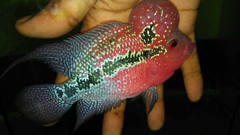Flowerhorn Fish - Wholesale Price & Mandi Rate for Floran Fish in India